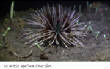 POISSONS_deepsea/oursin.jpg