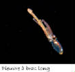 POISSONS_deepsea/pieuvre_bras_long.jpg