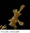 POISSONS_deepsea/poisson_grenouille.jpg