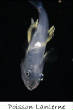 POISSONS_deepsea/poisson_lanterne.jpg