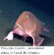 POISSONS_deepsea/poisson_souris.jpg