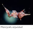 POISSONS_deepsea/pteropods_copullant.jpg