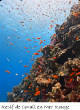 POISSONS_deepsea/recif_corail.jpg