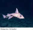 POISSONS_deepsea/requin_chimere.jpg