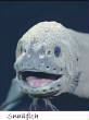 POISSONS_deepsea/snailfish.jpg