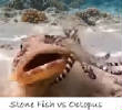 POISSONS_deepsea/stone_fish_vs_octopus.jpg