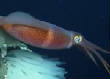 POISSONS_deepsea/unnamed_16.jpg