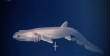 POISSONS_deepsea/unnamed_23.jpg