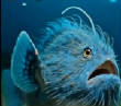POISSONS_deepsea/unnamed_66.jpg