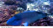 POISSONS_deepsea/wrasse_maori.jpg