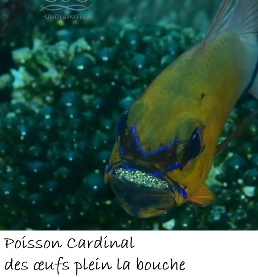 POISSONS_deepsea/poisson_cardinal.jpg