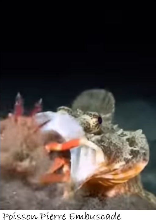 POISSONS_deepsea/poisson_piere_embuscade_2.jpg