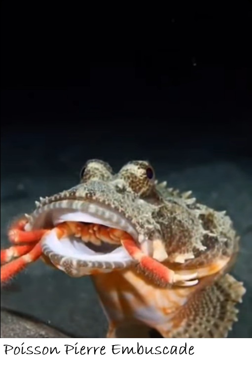 POISSONS_deepsea/poisson_pierre_embuscade.jpg