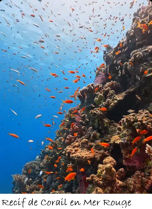 POISSONS_deepsea/recif_corail.jpg
