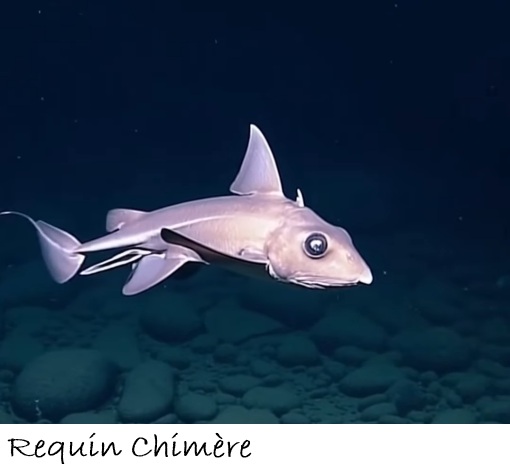POISSONS_deepsea/requin_chimere.jpg
