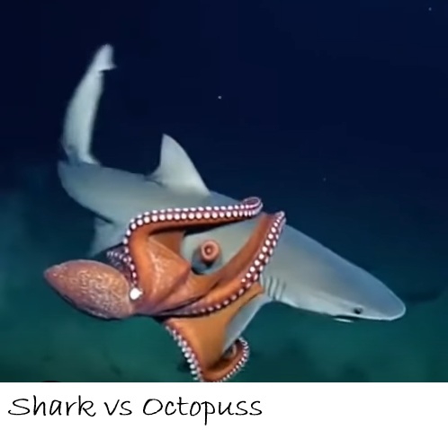 POISSONS_deepsea/shark_vs_octopuss.jpg