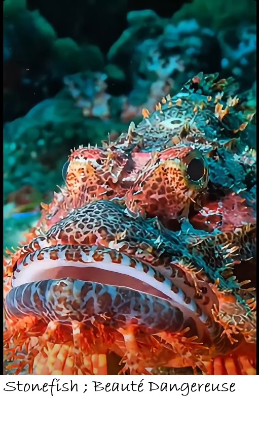 POISSONS_deepsea/stonefish_beaute_dangereuse.jpg