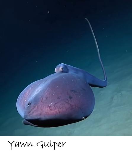 POISSONS_deepsea/yawn_gulper.jpg