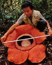 SUCRE/Rafflesia_arnoldii.jpg