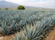 SUCRE/sucre_agave_americain.jpg