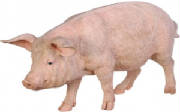 VIANDES/viande_cochon.jpg