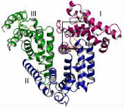 glossary_a/albumin.jpg glossary_a/albumin.jpg