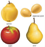 glossary_a/apple_pome_fruits.jpg