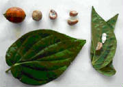 glossary_a/areca_nut.jpg glossary_a/areca_nut.jpg