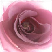 glossary_a/aroma.jpg glossary_a/aroma.jpg