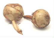glossary_a/arrowroot_chinese.jpg glossary_a/arrowroot_chinese.jpg