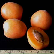 glossary_a/fruit_Aprium.jpg