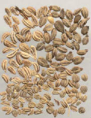 glossary_a/herb_ajwain.jpg glossary_a/herb_ajwain.jpg