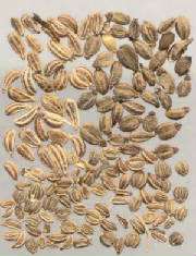 glossary_a/herb_ajwain.jpg