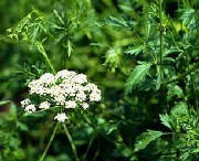glossary_a/herb_anise_plant.jpg glossary_a/herb_anise_plant.jpg