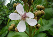 glossary_a/herb_annatto_flower.jpg glossary_a/herb_annatto_flower.jpg