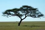 glossary_a/acacia.jpg glossary_a/acacia.jpg