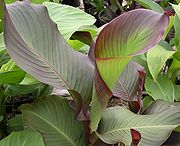 glossary_a/achira_canna.jpg glossary_a/achira_canna.jpg