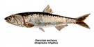 glossary_a/anchovy.jpg glossary_a/anchovy.jpg