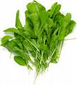 glossary_a/arugula.jpg