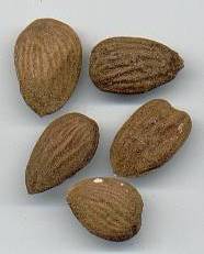 glossary_a/herb_almond_bitter.jpg glossary_a/herb_almond_bitter.jpg