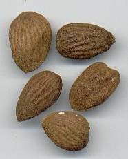 glossary_a/herb_almond_bitter.jpg