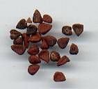 glossary_a/herb_annatto.jpg