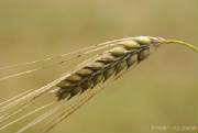 glossary_b/Barley.jpg