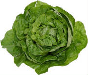 glossary_b/bibb_lettuce.jpg