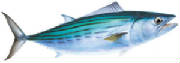 glossary_b/bonito.jpg glossary_b/bonito.jpg