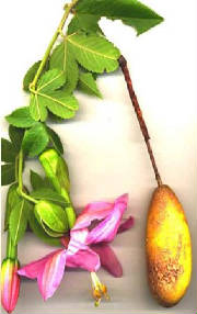 glossary_b/fruit-bananapassion2.jpg glossary_b/fruit-bananapassion2.jpg