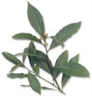 glossary_b/herb_bayleaf.jpg glossary_b/herb_bayleaf.jpg