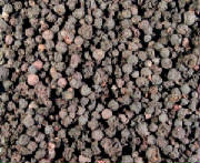 glossary_b/herb_bilberry_fruit.jpg