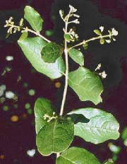 glossary_b/herb_boldo.jpg glossary_b/herb_boldo.jpg