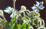 glossary_b/herb_borage_flower.jpg glossary_b/herb_borage_flower.jpg